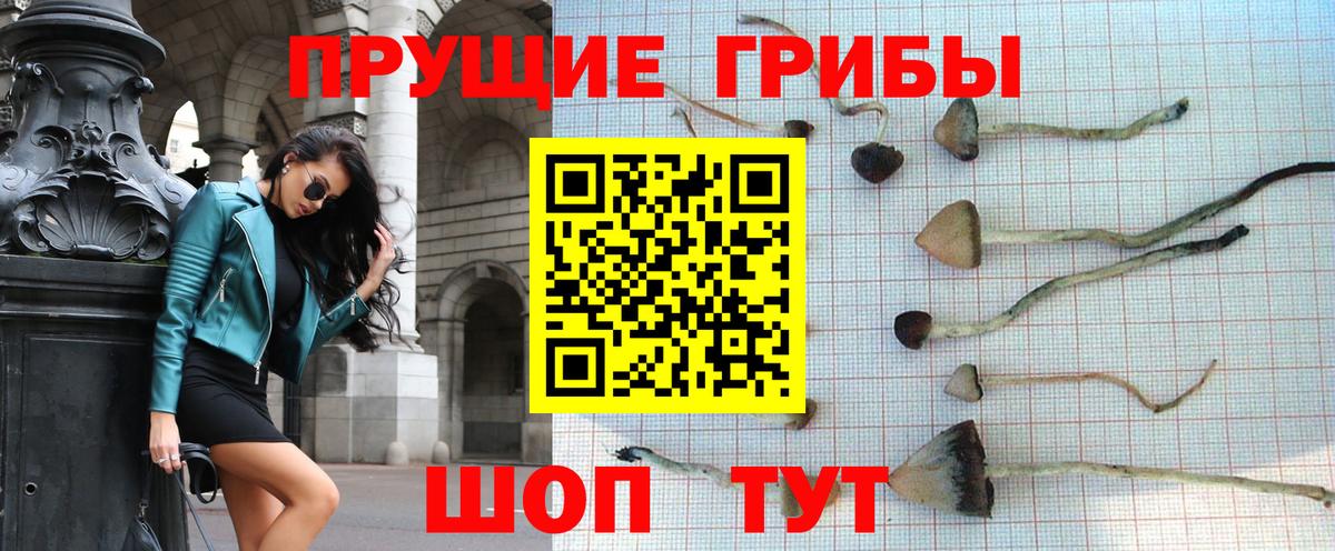 Псилоцибиновые грибы Psilocybe Красный Сулин